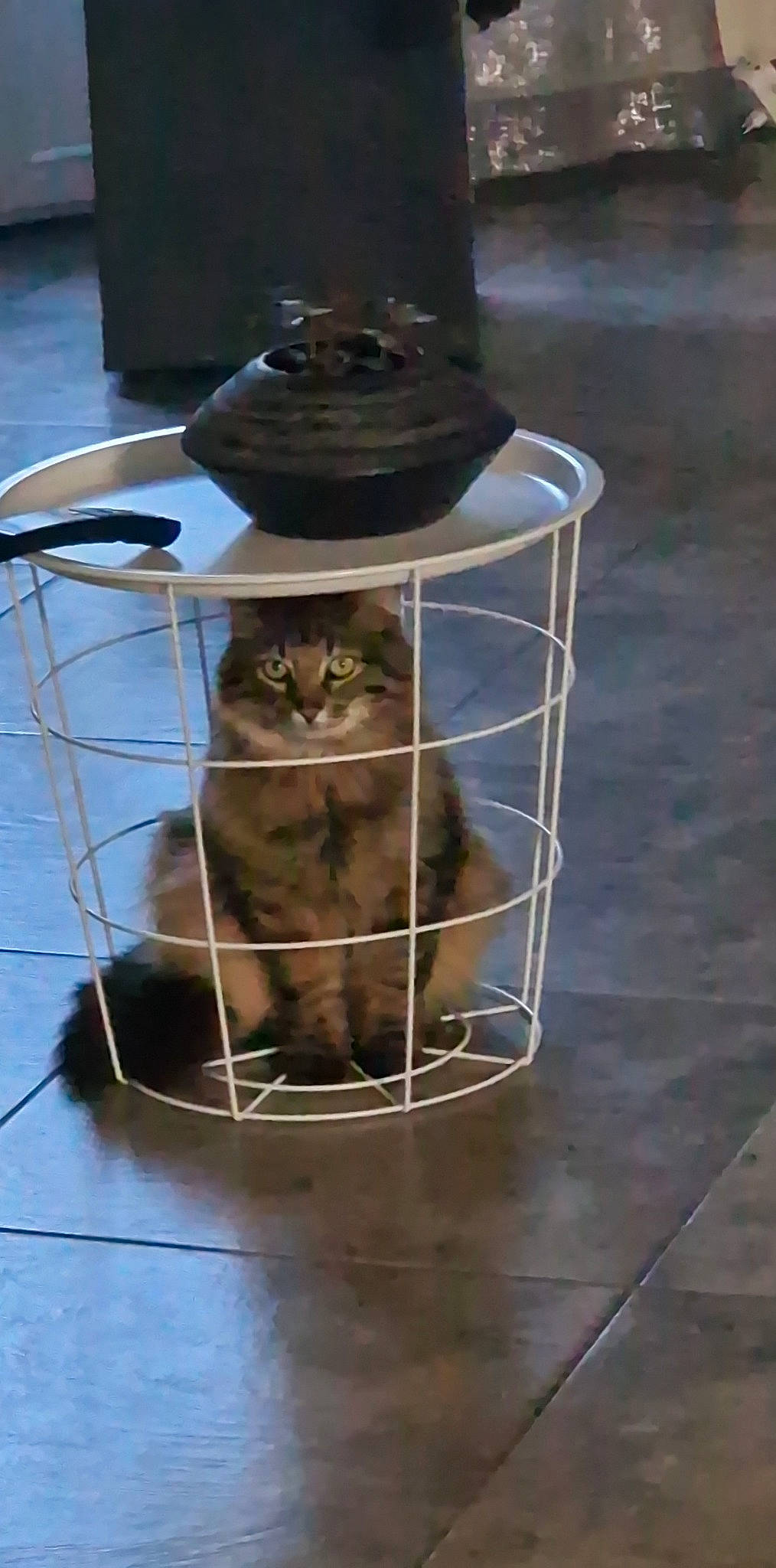 Simba a rejoint le concours — aidez-le/la à gagner de superbes lots ! animal_shelter, bag, cage, carnivore, cat, cat_supply, domestic_short_haired_cat, fawn, felidae, flooring, fur, gas, hat, metal, pet_supply, sitting, small_to_medium_sized_cats, tail, whiskers, wood