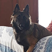 Pippa a rejoint le concours — aidez-le/la à gagner de superbes lots ! animal, blue_pattern, calm, couch, dog, ears, face, fur, german_shepherd, home, indoor, looking, paw, pet, portrait, resting, text_overlay, white_cover, window, wooden_door