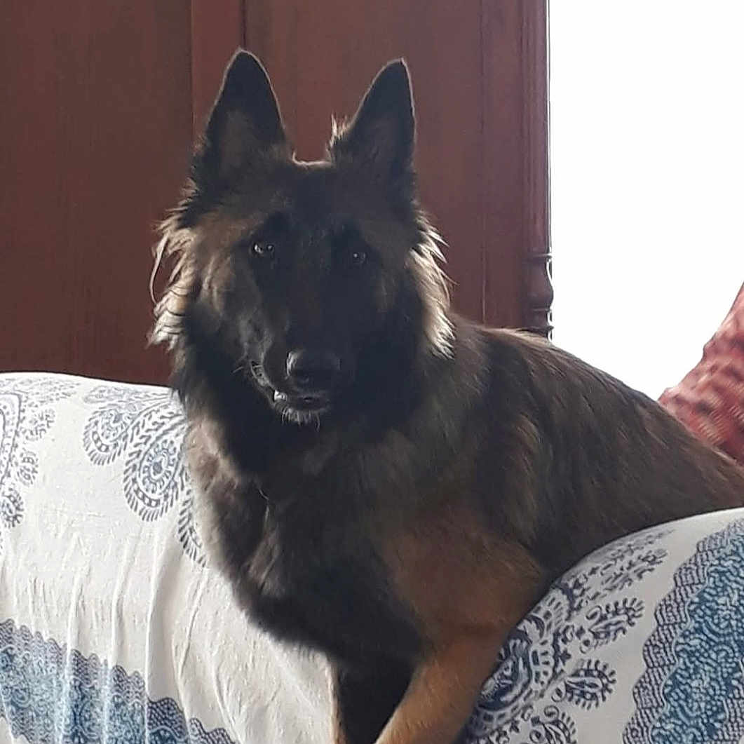 Pippa a rejoint le concours — aidez-le/la à gagner de superbes lots ! animal, blue_pattern, calm, couch, dog, ears, face, fur, german_shepherd, home, indoor, looking, paw, pet, portrait, resting, text_overlay, white_cover, window, wooden_door