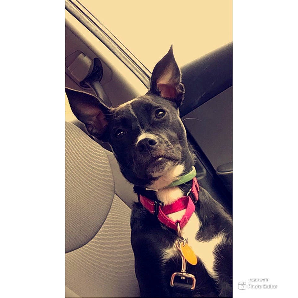 Diva joined the competition — help win amazing prizes! boston_terrier, canidae, carnivore, collar, companion_dog, dog, dog_breed, dog_collar, ear, french_bulldog, mammal, non_sporting_group, puppy, snout, square, vertebrate