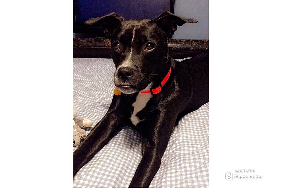 Diva is registered to the contest to win money with this photo: borador, canidae, carnivore, collar, companion_dog, dog, dog_breed, dog_collar, feist, italian_greyhound, mammal, non_sporting_group, rare_breed_dog, snout, sporting_group, vertebrate