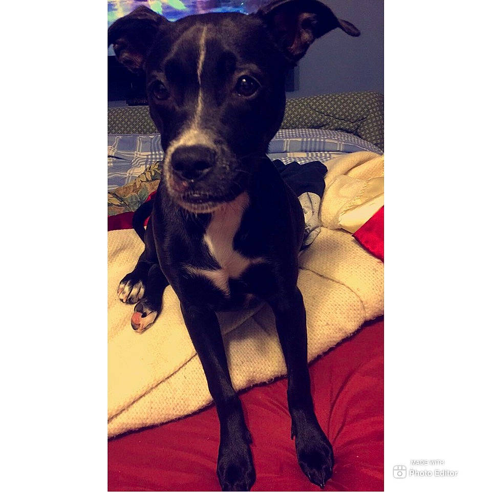 Diva is registered to the contest to win money with this photo: american_pit_bull_terrier, canidae, carnivore, dog, dog_breed, feist, labrador_retriever, mammal, non_sporting_group, patterdale_terrier, plant, puppy, rare_breed_dog, snout, sporting_group, staffordshire_bull_terrier, vertebrate