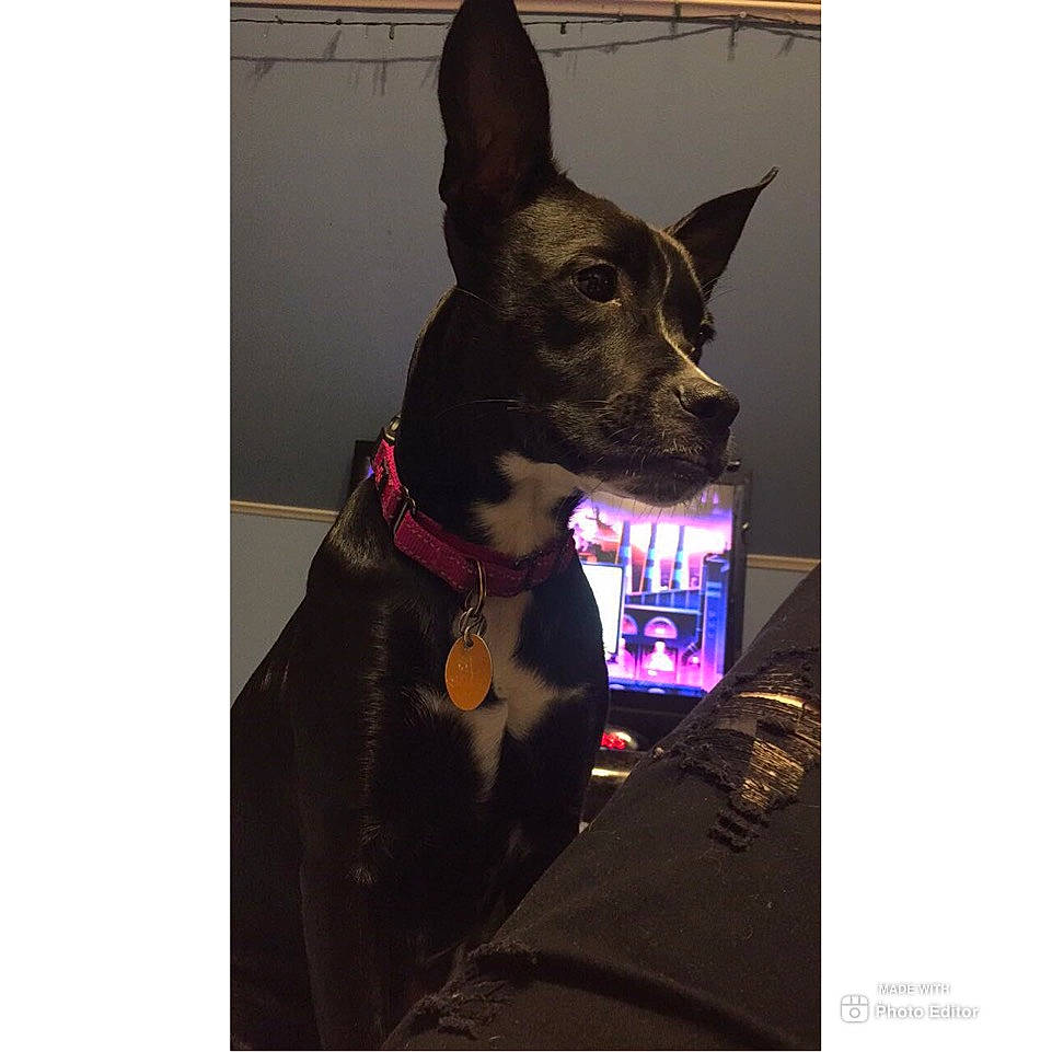 Diva joined the competition — help win amazing prizes! australian_kelpie, canidae, carnivore, collar, dobermann, dog, dog_breed, dog_collar, ear, feist, guard_dog, leash, mammal, non_sporting_group, puppy, rat_terrier, snout, square, vertebrate