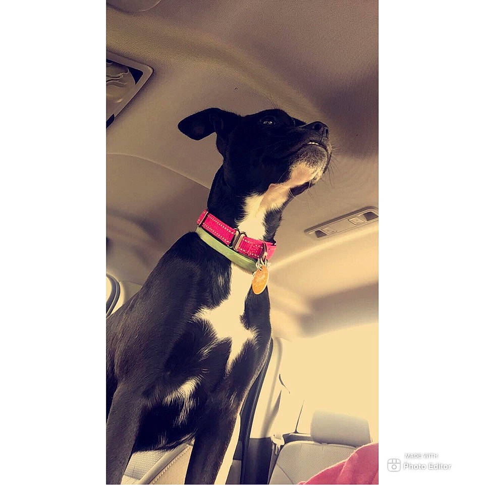 Diva is registered to the contest to win money with this photo: bow_tie, canidae, carnivore, collar, dog, dog_breed, dog_collar, feist, great_dane, guard_dog, leash, non_sporting_group, puppy, sporting_group, tie, working_dog