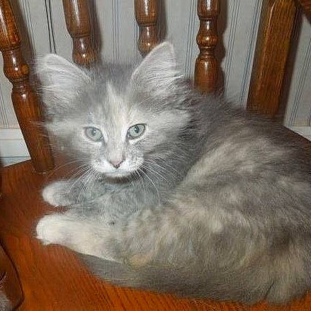 Gabby joined the competition — help win amazing prizes! carnivore, cat, claw, comfort, domestic_short_haired_cat, fawn, felidae, flooring, fur, grey, hardwood, paw, small_to_medium_sized_cats, snout, tail, varnish, whiskers, wood, wood_stain