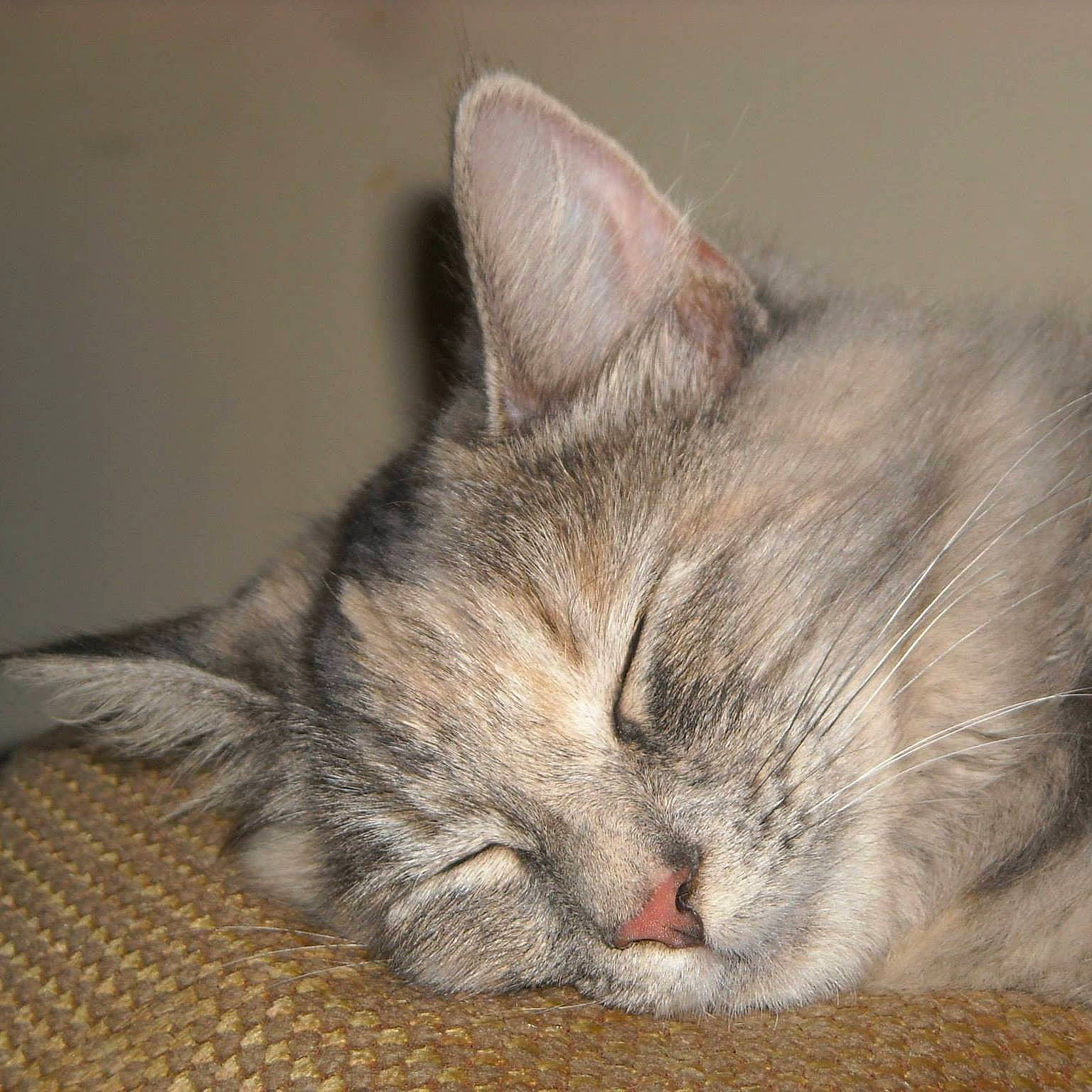 Gabby is registered to the contest to win money with this photo: carnivore, cat, claw, comfort, domestic_short_haired_cat, ear, eye, felidae, fur, grey, nap, paw, sleep, small_to_medium_sized_cats, snout, whiskers