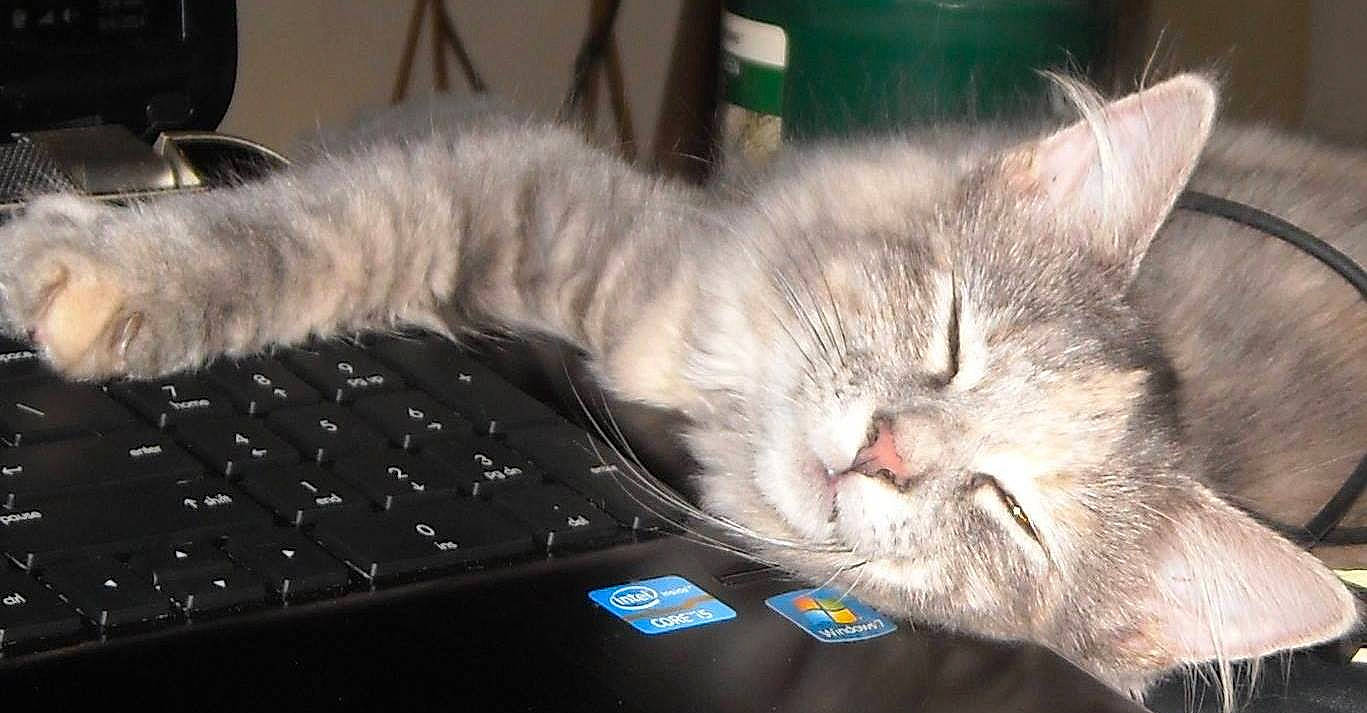 Gabby is registered to the contest to win money with this photo: carnivore, cat, claw, comfort, computer_keyboard, domestic_short_haired_cat, felidae, fur, grey, input_device, nap, office_equipment, paw, peripheral, sleep, small_to_medium_sized_cats, snout, space_bar, tail, whiskers