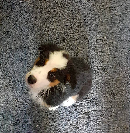 Obadiah joined the competition — help win amazing prizes! ancient_dog_breeds, bored, canidae, carnivore, companion_dog, dog, dog_breed, fur, herding_dog, snout, sporting_group, terrestrial_animal, toy_dog, whiskers, working_dog