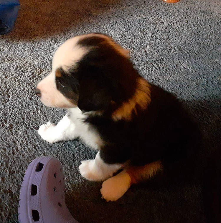 Obadiah is registered to the contest to win money with this photo: beaglier, canidae, carmine, carnivore, companion_dog, dog, dog_breed, flooring, fur, hardwood, paw, personal_protective_equipment, sporting_group, tail, terrestrial_animal, toy_dog, whiskers, wood, working_dog