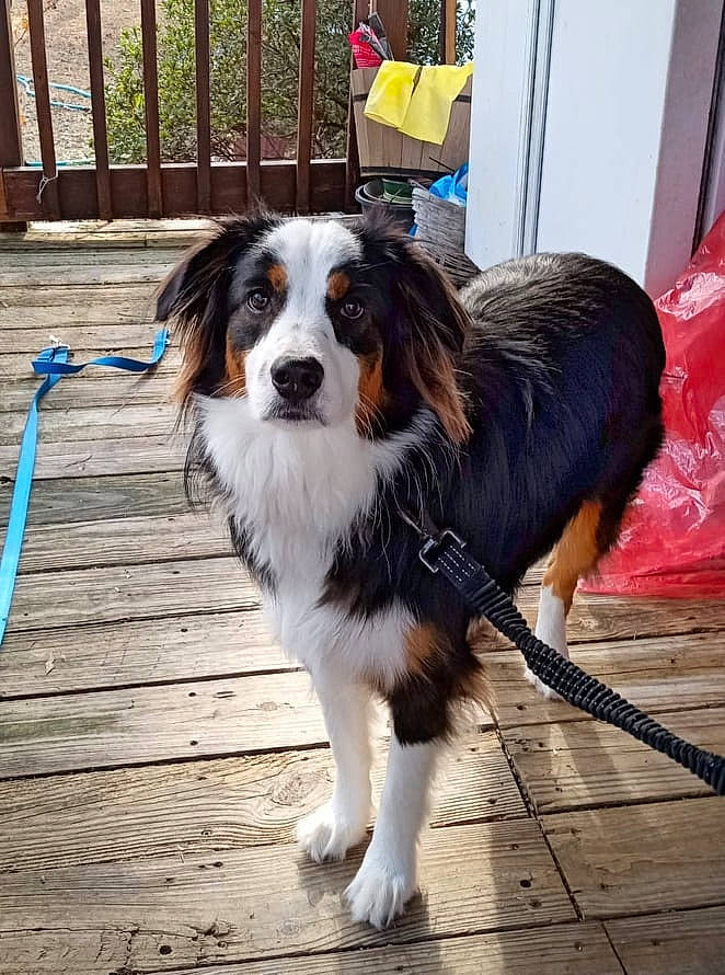 Obadiah is registered to the contest to win money with this photo: bernese_mountain_dog, canidae, carnivore, chair, collar, companion_dog, dog, dog_breed, door, flooring, fur, herding_dog, plant, snout, sporting_group, tail, tree, wood, working_animal, working_dog