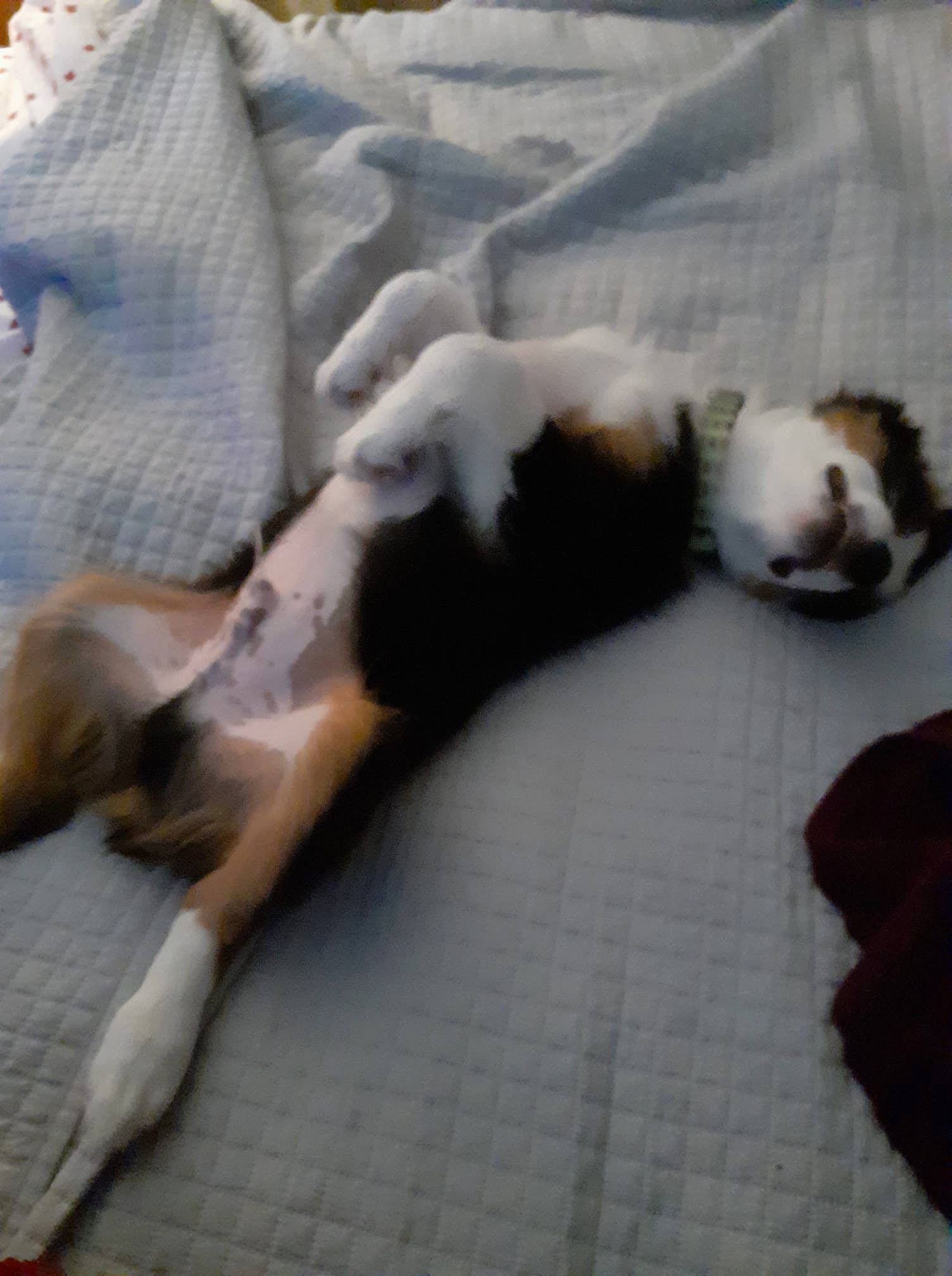 Obadiah joined the competition — help win amazing prizes! carnivore, cat, claw, comfort, companion_dog, dog_breed, domestic_short_haired_cat, fawn, felidae, floor, flooring, fur, hardwood, paw, small_to_medium_sized_cats, snout, tail, terrestrial_animal, whiskers, wood