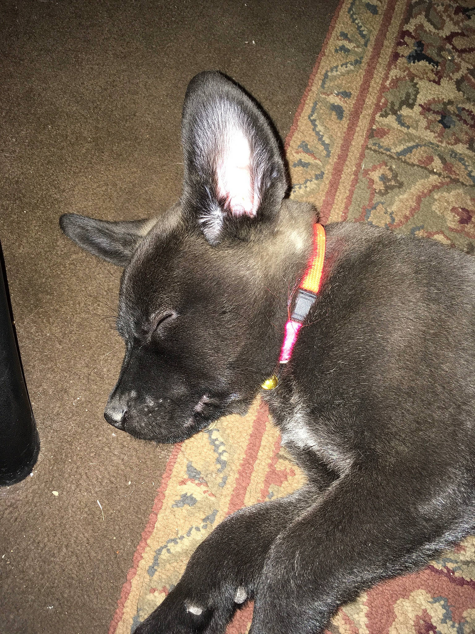 Mocha is registered to the contest to win money with this photo: canidae, carnivore, dog, dog_breed, ear, fawn, formosan_mountain_dog, mammal, non_sporting_group, snout, sporting_group, vertebrate, whiskers