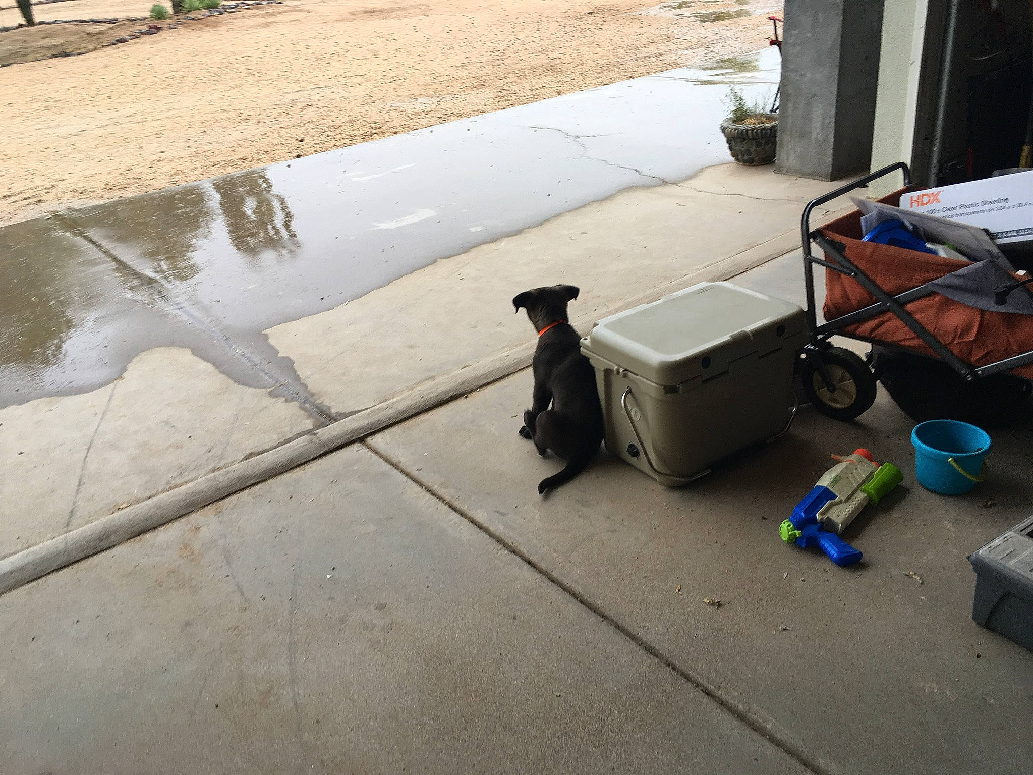 Mocha joined the competition — help win amazing prizes! asphalt, concrete, curb, driveway, floor, flooring, road_surface, sidewalk