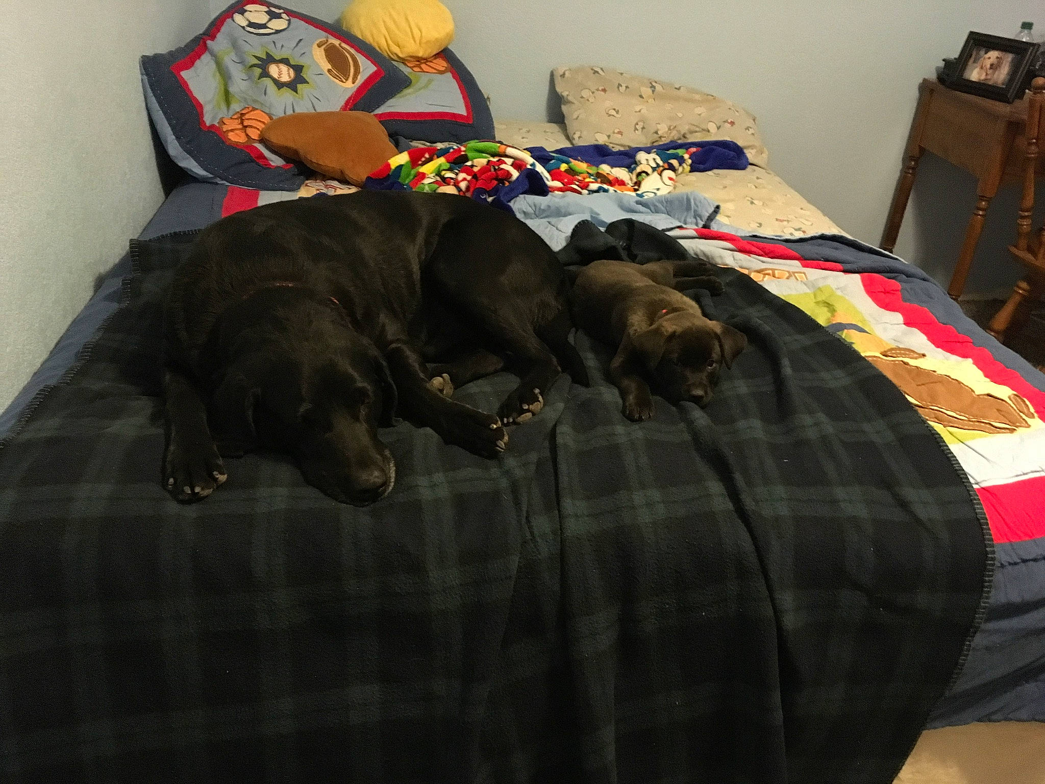 Mocha joined the competition — help win amazing prizes! bedding, canidae, carnivore, comfort, companion_dog, dog, dog_bed, dog_breed, furniture, linens, nap, room, sporting_group, textile