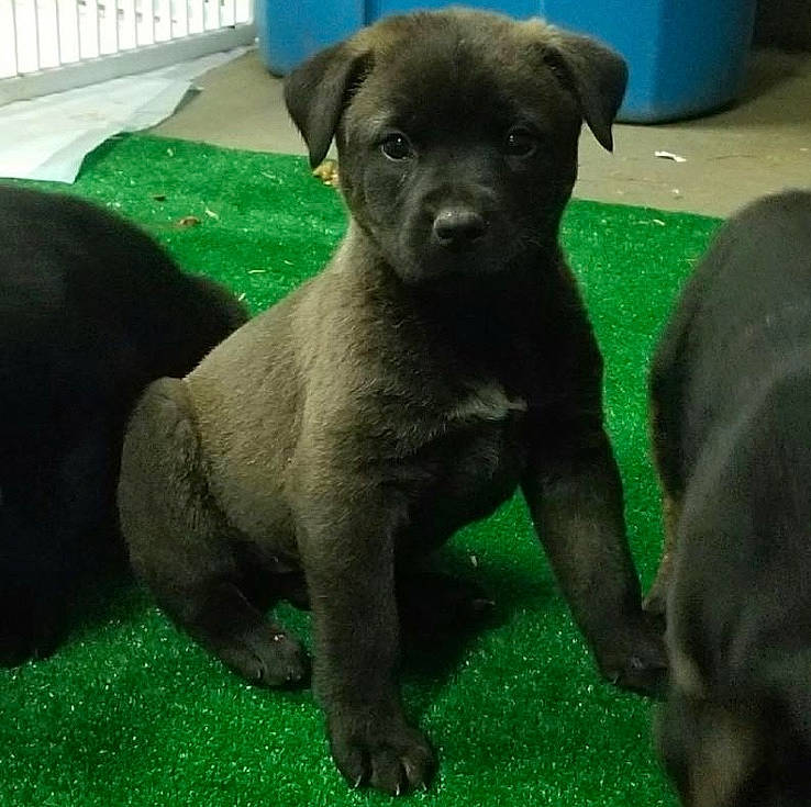 Mocha joined the competition — help win amazing prizes! beagador, borador, canidae, carnivore, companion_dog, dog, dog_breed, fawn, grass, labrador_husky, labrador_retriever, mammal, patterdale_terrier, puppy, rare_breed_dog, retriever, snout, sporting_group, vertebrate