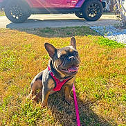 Remy joined the competition — help win amazing prizes! dog, french_bulldog, pet, leash, harness, grass, sunlight, outdoor, vehicle, jeep, driveway, pink, smiling, happy, canine, animal, nature, daytime, shadow, residential