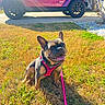 dog, french_bulldog, pet, leash, harness, grass, sunlight, outdoor, vehicle, jeep, driveway, pink, smiling, happy, canine, animal, nature, daytime, shadow, residential