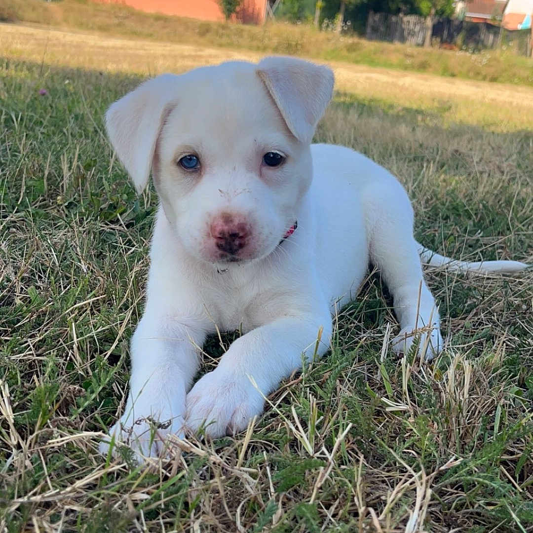 Bella