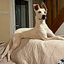 alert, animal, blanket, canine, comfortable, couch, dog, domestic_animal, door, ears_up, furniture, home, indoor, living_room, lying_down, pet, relaxed, resting, staircase, white_dog