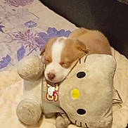 Joy participe au concours pour gagner de l'argent avec cette photo : adorable, animal, bed, blanket, comfort, cozy, cute, dog, fur, hello_kitty, indoor, pet, plush_toy, puppy, resting, sleeping, snuggled, soft, stuffed_animal, young