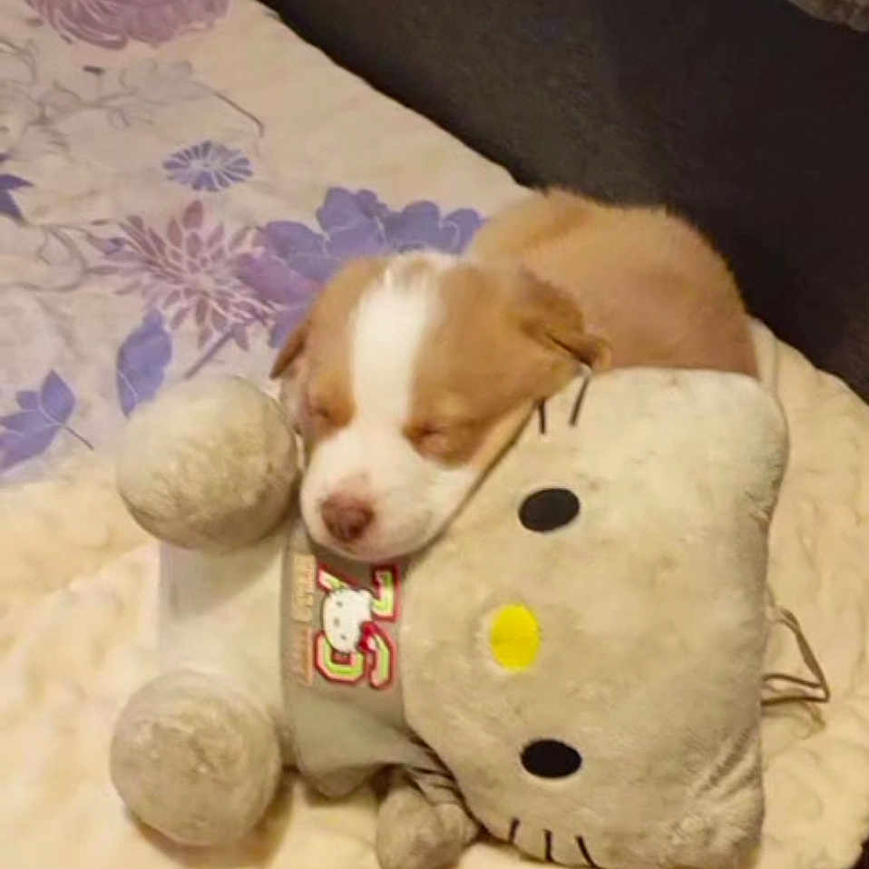 Joy participe au concours pour gagner de l'argent avec cette photo : adorable, animal, bed, blanket, comfort, cozy, cute, dog, fur, hello_kitty, indoor, pet, plush_toy, puppy, resting, sleeping, snuggled, soft, stuffed_animal, young