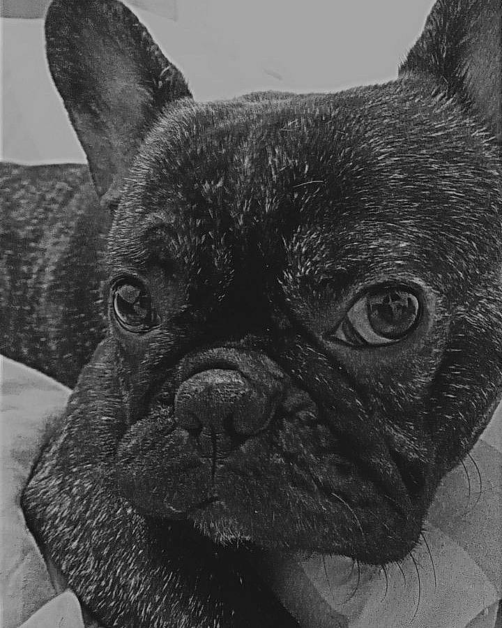 Tonnerre participe au concours pour gagner de l'argent avec cette photo : art, bulldog, canidae, carnivore, companion_dog, dog, dog_breed, ear, fawn, french_bulldog, illustration, painting, pug, snout, terrestrial_animal, toy_dog, visual_arts, whiskers, working_animal, wrinkle