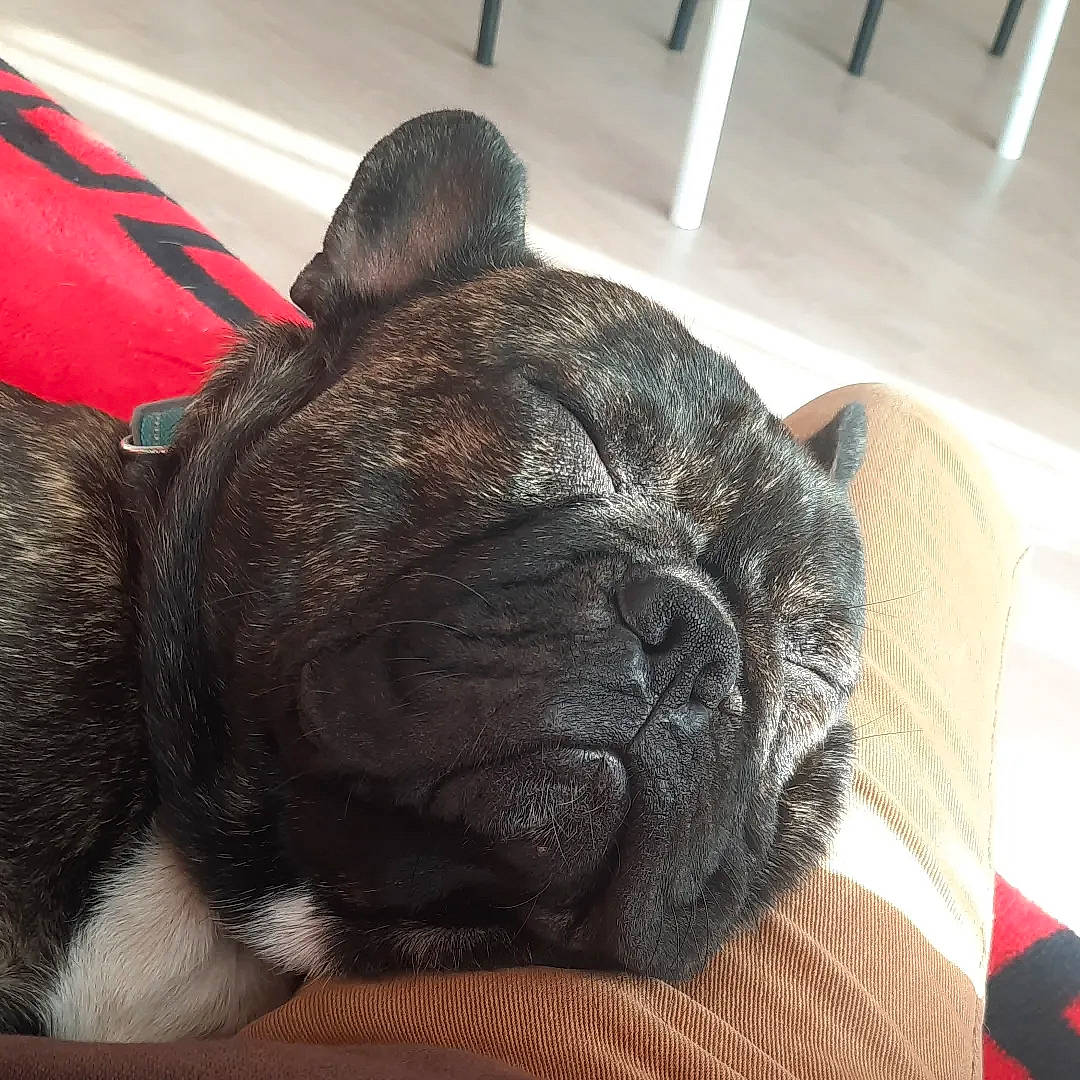 Tonnerre a rejoint le concours — aidez-le/la à gagner de superbes lots ! bulldog, canidae, carnivore, comfort, companion_dog, dog, dog_breed, ear, fawn, french_bulldog, fur, nap, pug, snout, sporting_group, terrestrial_animal, toy_dog, whiskers, working_animal, wrinkle