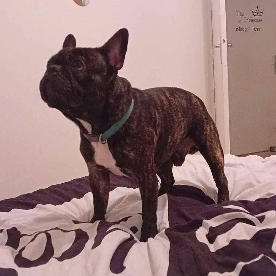 Tonnerre a rejoint le concours — aidez-le/la à gagner de superbes lots ! canidae, carnivore, collar, comfort, companion_dog, dog, dog_breed, dog_collar, door, fawn, french_bulldog, light_switch, liver, non_sporting_group, pug, snout, sporting_group, tail, terrestrial_animal, working_animal