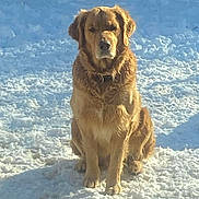 Max joined the competition — help win amazing prizes! dog, golden_retriever, snow, outdoor, sitting, pet, canine, fur, collar, winter, portrait, sunlight, cold, front_view, animal, mammal, backyard, serious_expression, nature, daytime