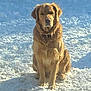 animal, backyard, canine, cold, collar, daytime, dog, front_view, fur, golden_retriever, mammal, nature, outdoor, pet, portrait, serious_expression, sitting, snow, sunlight, winter