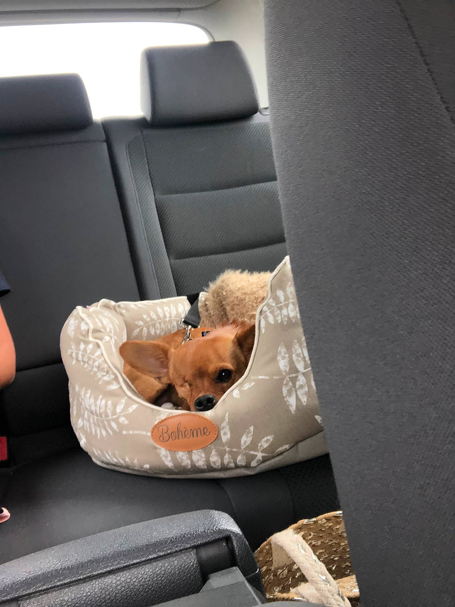 Sparrow participe au concours pour gagner de l'argent avec cette photo : armrest, automotive_design, car_seat, car_seat_cover, carnivore, comfort, companion_dog, couch, dog, family_car, futon_pad, head_restraint, linens, luxury_vehicle, personal_luxury_car, room, sitting, sporting_group, studio_couch, throw_pillow
