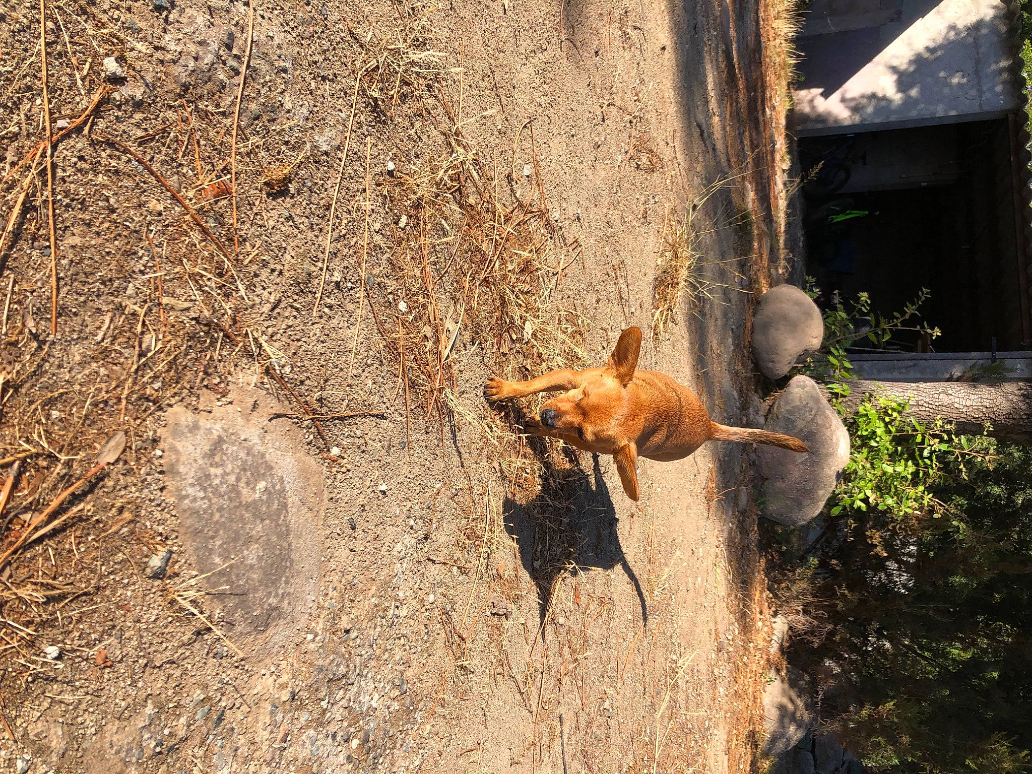 Sparrow participe au concours pour gagner de l'argent avec cette photo : carnivore, dog, dog_breed, fawn, felidae, grass, landscape, livestock, mammal, plant, rock, shadow, soil, tail, terrestrial_animal, tree, trunk, wildlife, wood, working_animal