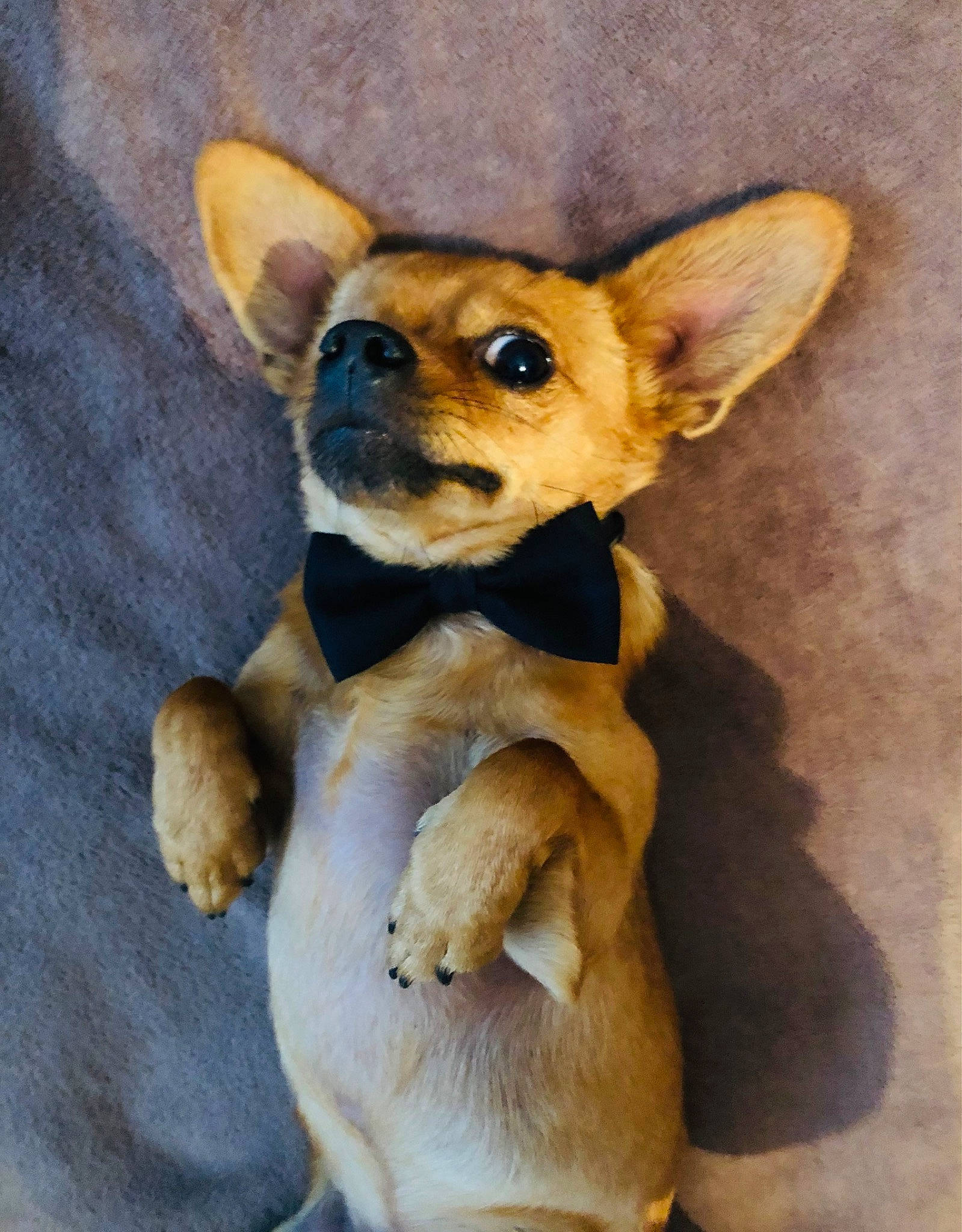 Sparrow participe au concours pour gagner de l'argent avec cette photo : canidae, carnivore, chihuahua, companion_dog, dog, dog_breed, dog_supply, ear, fawn, fur, paw, prazsky_krysarik, russkiy_toy, snout, sporting_group, tail, terrestrial_animal, toy_dog, whiskers, working_animal