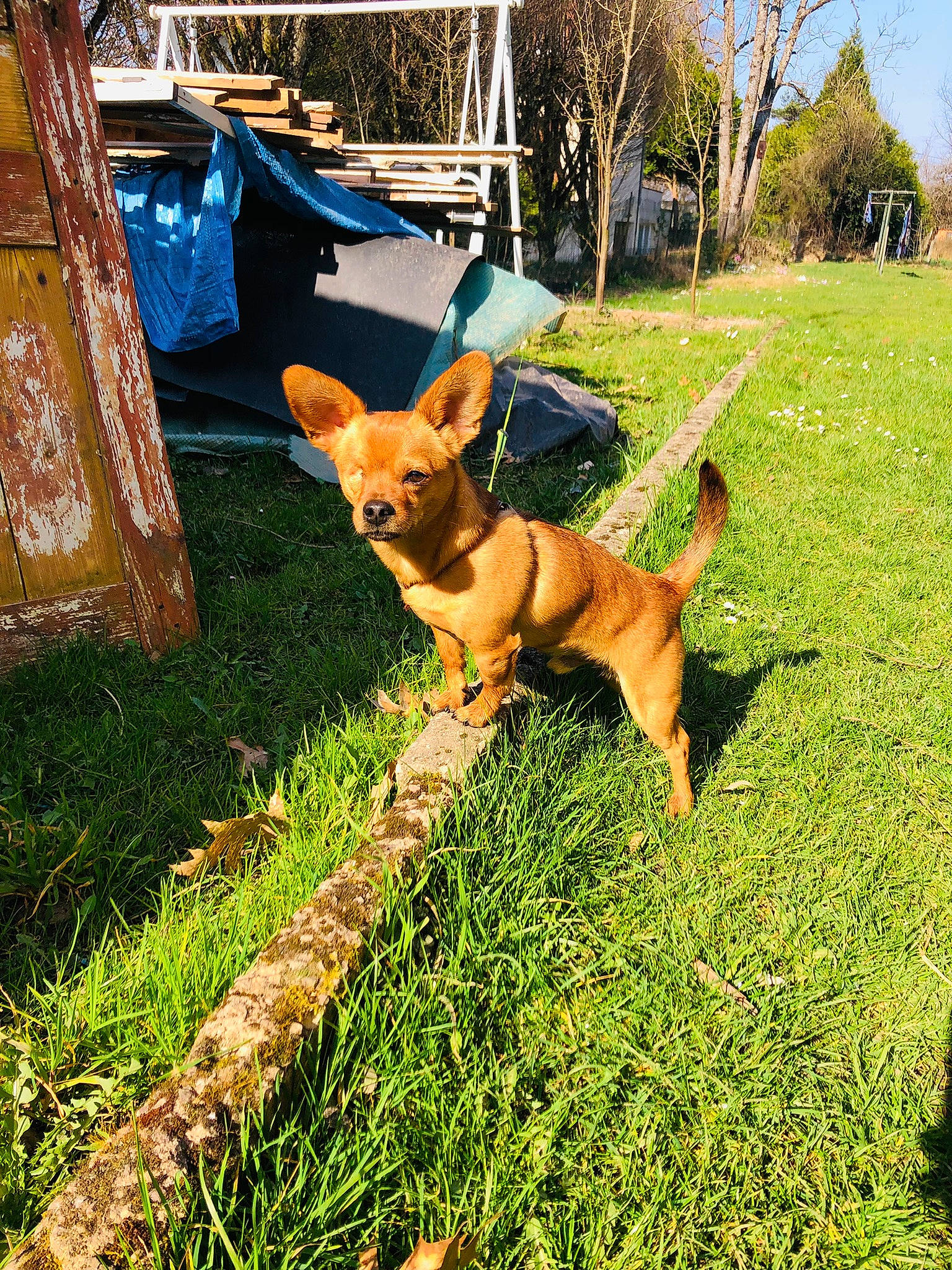 Sparrow a rejoint le concours — aidez-le/la à gagner de superbes lots ! canidae, carnivore, chair, companion_dog, dog, dog_breed, fawn, grass, groundcover, lawn, leisure, plant, sky, snout, sporting_group, tail, tree, wood, working_animal, working_dog