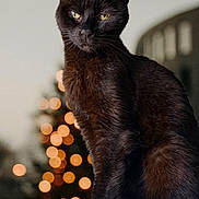 Brandon is registered to the contest to win money with this photo: black_cat, cat, animal, pet, feline, christmas_tree, bokeh, lights, holiday, indoor, portrait, cute, fur, whiskers, ears, eyes, sitting, closeup, domestic_cat, background_blur