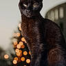 black_cat, cat, animal, pet, feline, christmas_tree, bokeh, lights, holiday, indoor, portrait, cute, fur, whiskers, ears, eyes, sitting, closeup, domestic_cat, background_blur