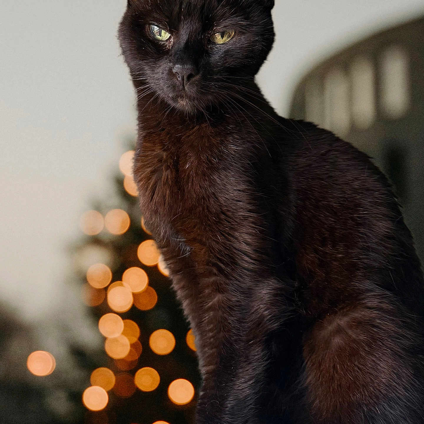 Brandon is registered to the contest to win money with this photo: black_cat, cat, animal, pet, feline, christmas_tree, bokeh, lights, holiday, indoor, portrait, cute, fur, whiskers, ears, eyes, sitting, closeup, domestic_cat, background_blur