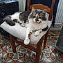 animal, architecture, armchair, building, cat, chair, cushion, diningtable, electronics, furniture, homedecor, indoors, kitten, livingroom, manx, pet, room, speaker, table, wood