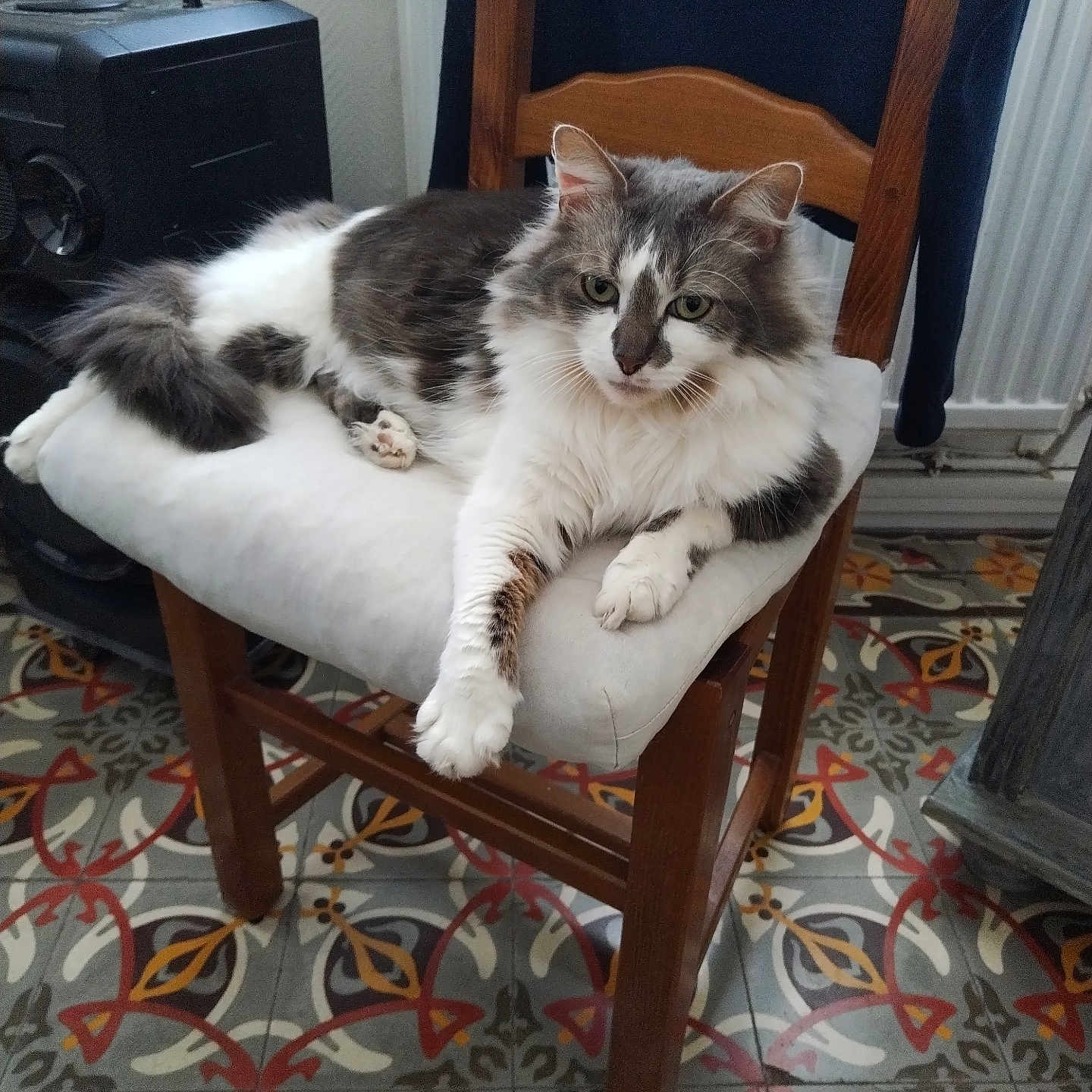 Oscar a rejoint le concours — aidez-le/la à gagner de superbes lots ! animal, architecture, armchair, building, cat, chair, cushion, diningtable, electronics, furniture, homedecor, indoors, kitten, livingroom, manx, pet, room, speaker, table, wood