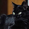 black_cat, cat, pet, animal, feline, close_up, green_eyes, whiskers, fur, indoor, portrait, looking_away, curious, domestic_cat, mammal, cute, soft_light, eye_contact, black_fur, alert