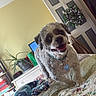 Casey joined the competition — help win amazing prizes! dog, pet, bed, blanket, quilt, indoor, home, plant, door, wreath, table, smiling, fur, collar, animal, room, cozy, happy, tongue_out, curly_fur