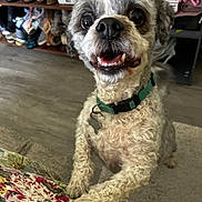 Casey joined the competition — help win amazing prizes! dog, pet, curly_fur, green_collar, indoor, floor, shelf, shoes, boxes, excited, paws, close_up, animal, happy, home, carpet, fur, portrait, cute, companion