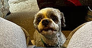 Casey is registered to the contest to win money with this photo: dog, small_dog, pet, indoor, car_tire, ottoman, gray_sweatpants, floor, carpet, remote_control, container, cozy, looking_up, fur, cute, companion, animal, home, curious, waiting