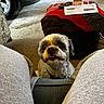dog, small_dog, pet, indoor, car_tire, ottoman, gray_sweatpants, floor, carpet, remote_control, container, cozy, looking_up, fur, cute, companion, animal, home, curious, waiting