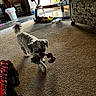 Casey is registered to the contest to win money with this photo: dog, toy, rope_toy, carpet, living_room, furniture, door, natural_light, table, bowl, shelf, trash_can, blanket, couch, floor, indoor, pet, curly_fur, home, cozy
