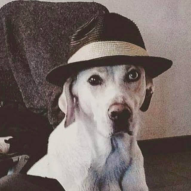 Blue a rejoint le concours — aidez-le/la à gagner de superbes lots ! cap, carnivore, companion_dog, costume_hat, cowboy_hat, dog, dog_breed, eye, eyewear, fawn, fedora, fur, hat, head, monochrome, monochrome_photography, snout, sun_hat, whiskers, working_animal