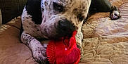 Chase is registered to the contest to win money with this photo: dog, toy, indoor, blanket, quilted, couch, pet, chewing, red_toy, spotted_dog, relaxed, comfortable, animal, paw, snout, fabric, furniture, home, resting, playful
