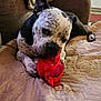 dog, toy, indoor, blanket, quilted, couch, pet, chewing, red_toy, spotted_dog, relaxed, comfortable, animal, paw, snout, fabric, furniture, home, resting, playful
