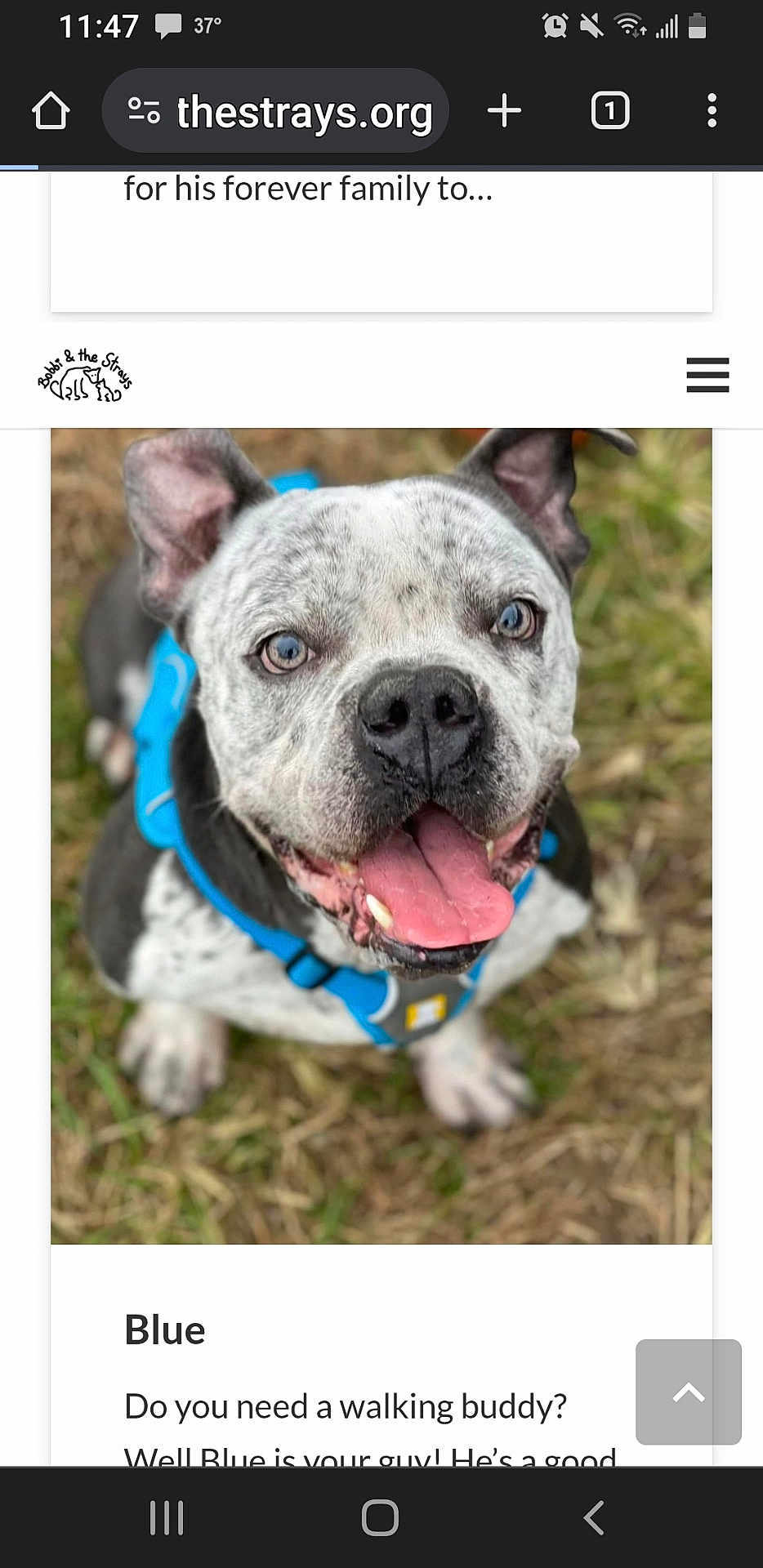 Chase is registered to the contest to win money with this photo: dog, canine, pet, blue_harness, grass, outdoor, animal, tongue_out, happy, closeup, ears, snout, fur, playful, friendly, walking_buddy, nature, portrait, spotting, looking_up