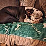 Chase joined the competition — help win amazing prizes! dog, pet, blanket, couch, pillow, resting, sleepy, brown, white, speckled, fur, indoor, cozy, canine, animal, laying, comfort, relaxation, home, snug